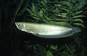 Amazon River Wildlife Drucke: Arawana - Amazon
