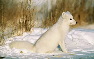 Polar Fuchs