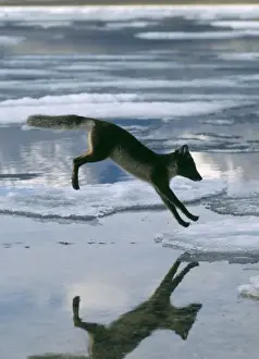 Arktischer Fuchs springt