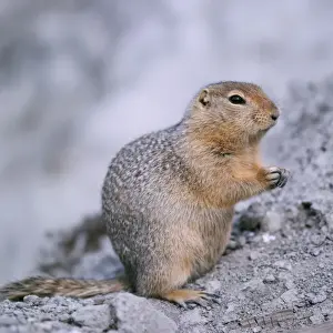 Arctic Animal Photos Drucke: Arctic Ground Squirrel