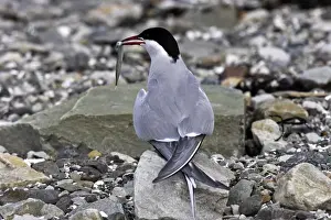 Arctic Tern Norway Drucke: Arctic Tern - backview with fish in beak. Varanger fjord - Norway