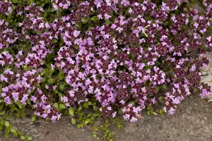Scandinavian Flora Drucke: An arctic thyme (Thymus serpyllum ssp. tanaensis), Norway