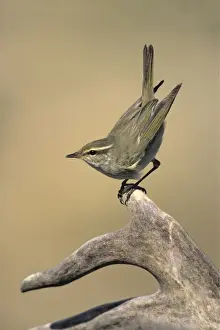 Jim Zipp Wildlife Photography Drucke: Arctic Warbler