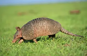 Drucke von WAT-6400 9 Bändige Armadillo - im Gras Dasypus sabanicola novemcinctu von M Gürteltier Drucke: Armadillo
