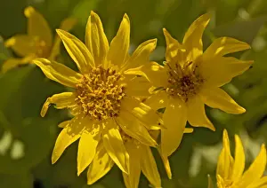 Native American Plants Drucke: Arrow-leaved Balsam-root