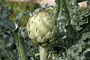 Artichoke Plant Drucke: Artichoke