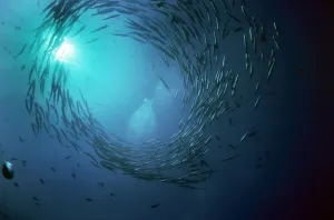 Marine Wildlife Drucke: Barracuda