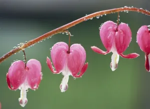 Dicentra Spectabilis Drucke: Bleeding Heart