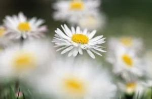 Duncan Usher Photographer Drucke: Common Daisy