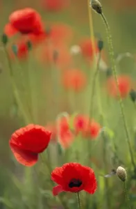 Cornfield Flowers Drucke: Corn / Field Poppy