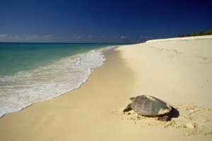 Sea Turtles Drucke: Hawksbill Turtle