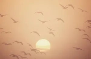 Drucke von CK-3033 Rotbeinente GANS - im Flug am Sonnenuntergang Anser brachyrhynchus Chris Knights Bitte beachten Sie Rosa Fußgans Drucke: Rote Beutegeese im Flug
