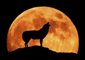 Drucke von KFO-1393 Wolf - wieelt unter Vollmond, Seitenansicht im Schatten Silhouette Canis lupus Kenneth W Halloween-Plakate: Wölfe - Gejohlt gegen volle Mondnacht