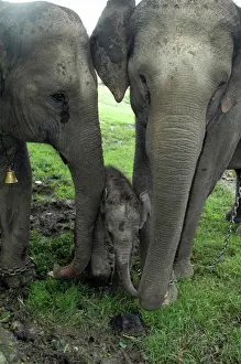 Drucke von Pat Morris PM-9959 Elephas maximus Indisch/asiatischer Eisbär Mutter, Tante und Kalb drei Tage alt Haustiere Muridae Drucke: Asiatischer Elefant, Haushaltsmutter, Tante und Kalf 3 Tage alt