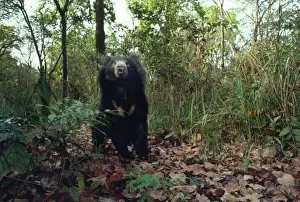Asiatic Black Bear Drucke: Asiatic Black Bear