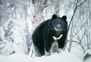 Bärenart Asiatischer Schwarzbär