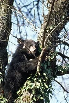 Asiatic Black Bear Drucke: Asiatic Black Bear - in tree