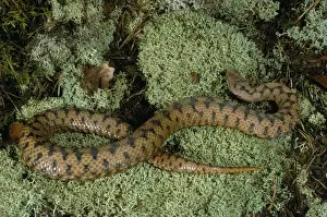 Jean Paul Ferrero Art Drucke: Aspic Viper