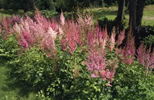 Pink Garden Flowers Drucke: Astilbe Montgomery