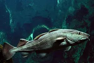 Drucke von LA-788 Atlantischer Kabeljau Fisch - Unterwasser Gadus morhua Verteilung: Nordatlantik und Arktisches Meer Jean Michel Labat Bitte beachten Sie C Drucke: Atlantischer Kabeljau Fisch Unter Wasser