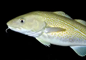 Atlantic Cod Drucke: Atlantic Cod, north Atlantic