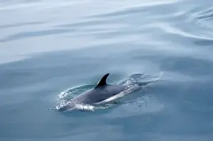 Francois Gohier Wildlife Photography Drucke: Atlantic White-sided Dolphin