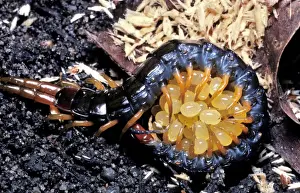 Ein Centipede (Art nicht identifiziert), seine Eier schützend, Australien Jim Frazier-Densey Clyne / Auscape / ardea.com Alle Bilder sind urheberrechtlich geschützt