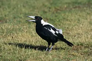 Peter Steyn Photography Drucke: Australian Magpie