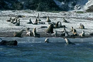 South Australia Marine Life Drucke: Australian Sealions -Protected