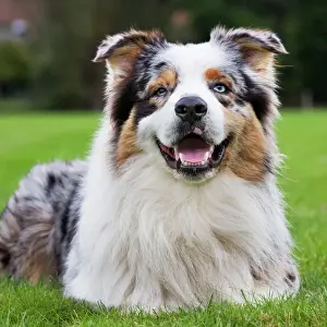 Australischer Schäferhund