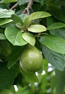 Tropical Fruit Plants Drucke: Avocado