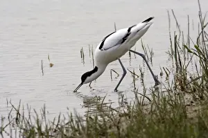 M Watson Photographer Drucke: Avocet