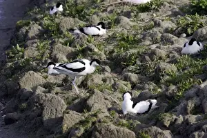 Nature Prints For Home Decor Drucke: Avocet colony