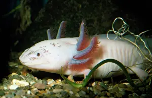 Axolotl Drucke: Axoloti