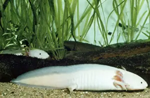 Axolotl Drucke: Axolotl