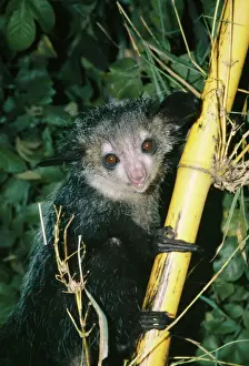 Drucke von NG-1486 Aye-Aye - auf einem Zweig im Ankaranawaldreservat Madagaskar Daubentonia madagascariensis von Nick Gordon Beachten Sie Primaten Drucke: Aye-aye