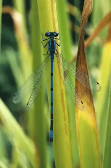 Lincolnshire Wildlife Drucke: Azure Damselfly