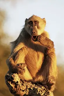 Central Africa National Parks Drucke: baboon sitting, Chobe NP, Botswana