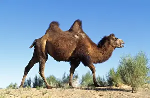 Bactrian Camel Drucke: Bactrian Camel Gobi desert, Mongolia