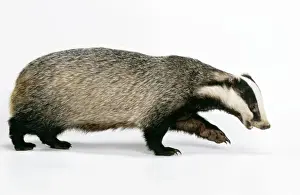 British Wildlife Photos Drucke: Badger