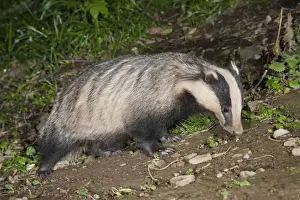 European Badgers Drucke: Badger - Cornwall - UK