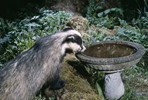 British Mammals Images Drucke: Badger Drinking from bird bath