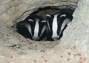 Wildlife Photographer Uk Drucke: Badgers - in sett