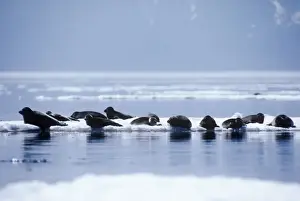 Ice Formations In Nature Drucke: Baikal Seal