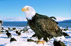 Drucke von WAT-3672 BALD EAGLES - enger Blick auf Schnee, steht im Vordergrund mit vielen Bärenadler im Hintergrund Haliaetus leucocephalus M Leucocephalus Drucke: Bald Eule - mit vielen Bälden im Hintergrund