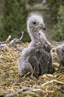 Drucke von Tom-701 Adlerklein - Im Nest Mai, Britisch-Kolumbien Kanada Haliaeetus leucocephalus Tom und Pat Leeson Bitte beachten Sie Leucocephalus Drucke: Wandervogel-Kleinkind (Eigel) - Im Nest Mai SE1696
