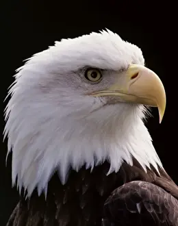 Bald Eaglesicht - Naheaufnahme des Kopfes BE2122