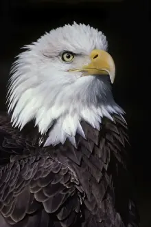 Tom And Pat Leeson Artwork Drucke: Bald Eagle - Close-up of head BE966