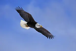 Bald eagle - Im Flug BE5429