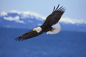 Drucke von TOM-713 Adler - Im Flug Kachemak-Bay, Alaska (USA), März Haliaeetus leucocephalus von Tom und Pat Leeson Bitte beachten Sie Leucocephalus Drucke: Bald Eagleschwalbe – Im Flug über Kachemak-Bay, Alaska März BE2458